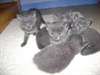 Magnifiques Chatons Chartreux Loof - photo 3