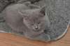 Magnifiques Chatons Chartreux Loof - photo 4