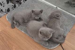 Magnifiques Chatons Chartreux Loof