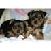 Don Chiots Yorkshire Terrier - photo 1