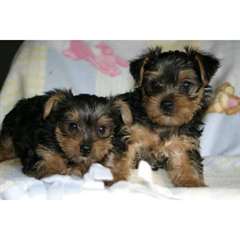 Don Chiots Yorkshire Terrier