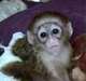 MAGNIFIQUE SINGES CAPUCINS A DONNER.. - photo 1