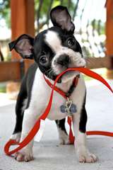 superbe mâle boston terrier