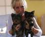 Chiots Yorkshire Terrier Pure Race - photo 1