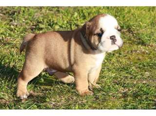 magnifique bulldog anglais