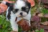 Adorables chiots type Shih Tzu - photo 2