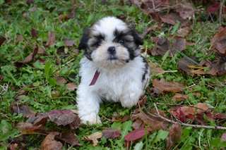 Adorables chiots type Shih Tzu