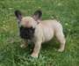 Adoption femelle bouledogue français - photo 1