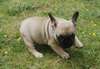 Adoption femelle bouledogue français - photo 2