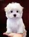 Jolis beaux chiots maltais pour adoption - photo 1