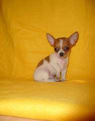 Donne Adorable Chiot Chihuahua Femelle