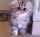 Très beau chaton persan LOOF à donner - photo 1