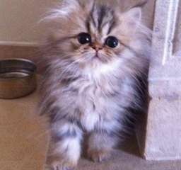 Très beau chaton persan LOOF à donner