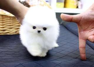 POMERANIAN PUPPIES FOR ADOPTION