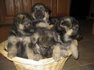 chiots type berger allemand