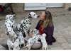 Magnifiques chiots dalmatien - photo 1