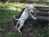 Magnifiques chiots dalmatien - photo 2