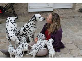 Magnifiques chiots dalmatien