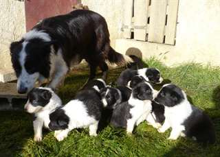 chiots type border collie