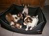 Superbes chiots épagneuls nains papillons LOF - photo 1