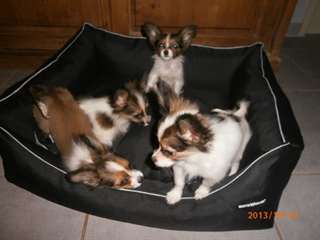 Superbes chiots épagneuls nains papillons LOF