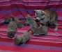 beaux chatons chartreux loof lignée champions - photo 2