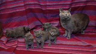 beaux chatons chartreux loof lignée champions
