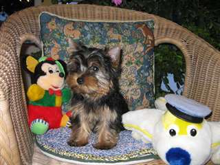 chiots yorkshire