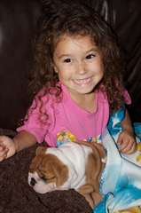 Excellents Chiots bulldogs Anglais..