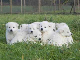Chiots type berger Blanc Suisse 300 €