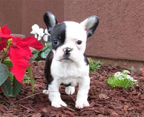 des chiots bouledogue français disponibles