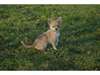 femelle chihuahua aux yeux bleu - photo 3
