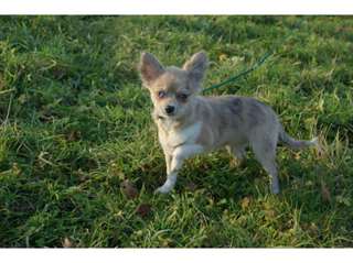 femelle chihuahua aux yeux bleu
