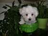 Adorables Chiots type Bichon Maltais - photo 1