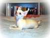 Magnifiques chiots Chihuahua - photo 1