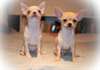Magnifiques chiots Chihuahua - photo 2
