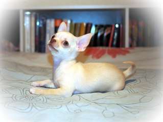 Magnifiques chiots Chihuahua
