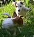Chiots jack russell terrier - photo 2