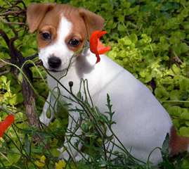 Chiots jack russell terrier