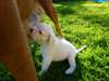 Superbes chiots boxer blancs - photo 2
