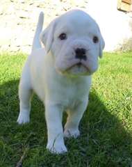 Superbes chiots boxer blancs