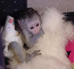Je donne mon B&#233;b&#233; singe femelle