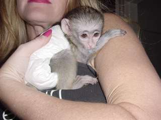 Je donne mon B&#233;b&#233; singe Capucin en Adoption