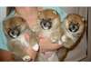 Jolie chiots shiba inu pr&#234;t pour une maison - photo 1