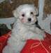 chiots bichon maltais disponibles - photo 1