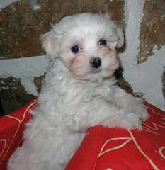 chiots bichon maltais disponibles