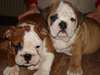 2 Magnifique chiots mâle et femelle type bouledogu - photo 1