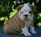 vend chiots bulldog - photo 1