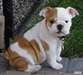 vend chiots bulldog - photo 2