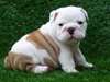 vend chiots bulldog - photo 3